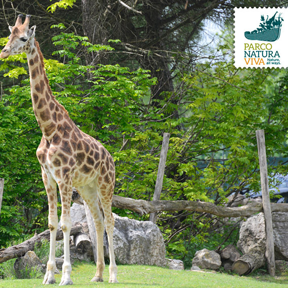 Parco Natura Viva: 4 Ingressi OPEN 