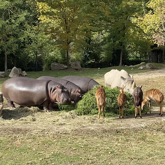Parco Natura Viva: 4 Ingressi OPEN