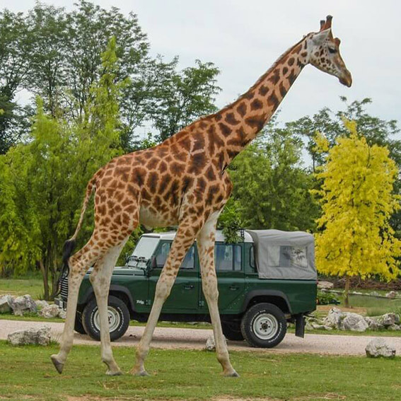 Parco Natura Viva: 4 Ingressi OPEN